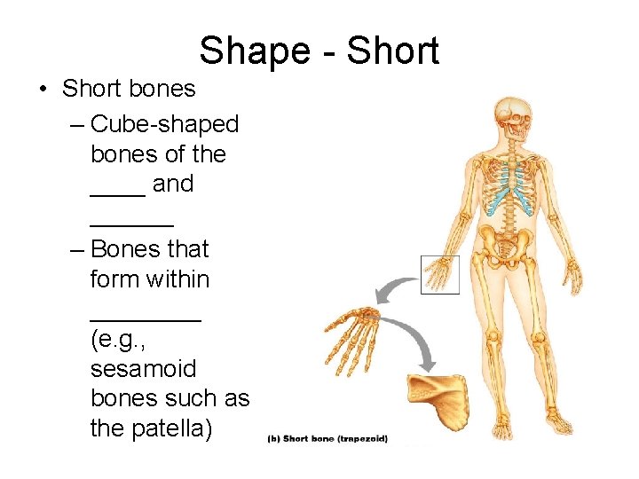 Shape - Short • Short bones – Cube-shaped bones of the ____ and ______