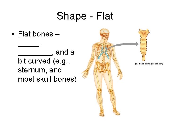Shape - Flat • Flat bones – _____, and a bit curved (e. g.