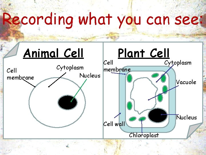 Recording what you can see: Animal Cell membrane Cytoplasm Nucleus Plant Cell membrane Cytoplasm