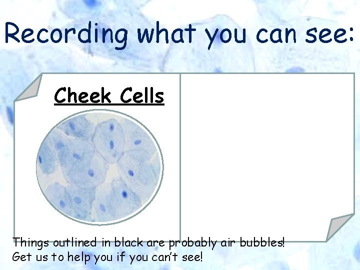 Recording what you can see: Cheek Cells Things outlined in black are probably air