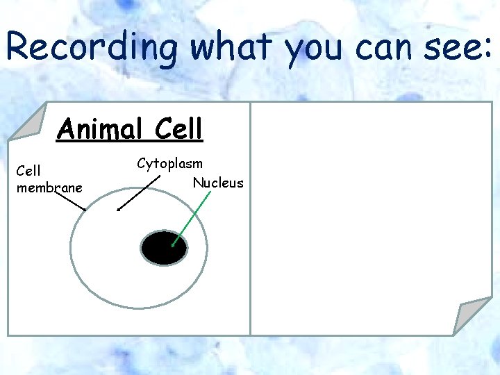 Recording what you can see: Animal Cell membrane Cytoplasm Nucleus 