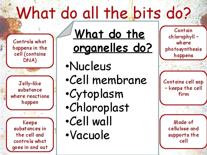 What do all the bits do? Controls what happens in the cell (contains DNA)
