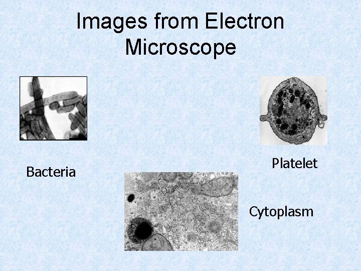 Images from Electron Microscope Bacteria Platelet Cytoplasm 