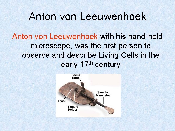 Anton von Leeuwenhoek with his hand-held microscope, was the first person to observe and