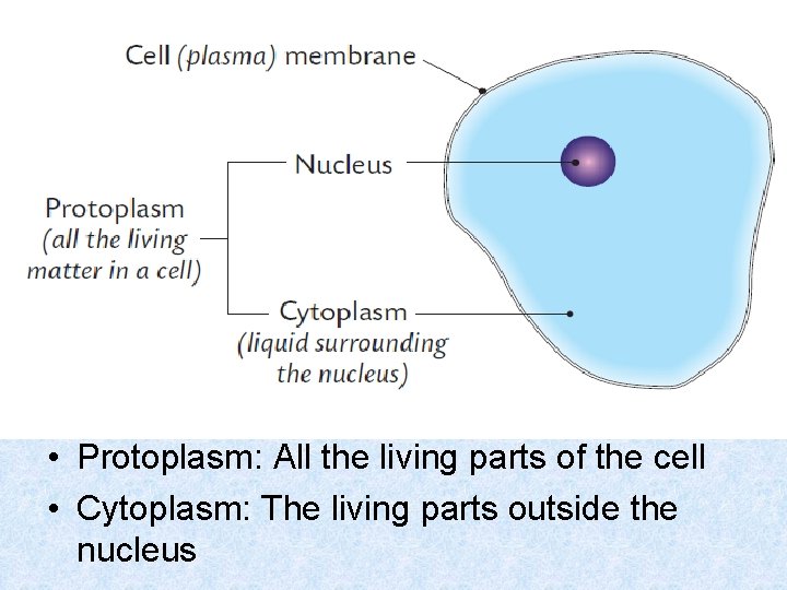  • Protoplasm: All the living parts of the cell • Cytoplasm: The living