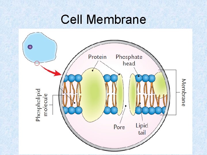 Cell Membrane 