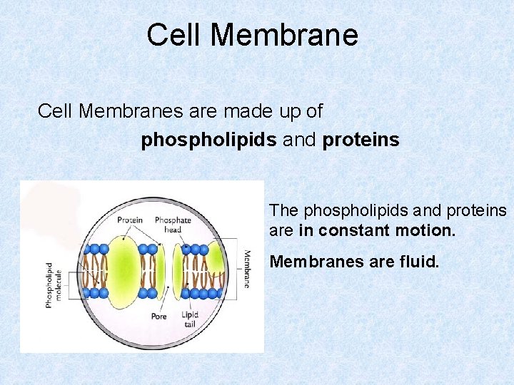Cell Membranes are made up of phospholipids and proteins The phospholipids and proteins are