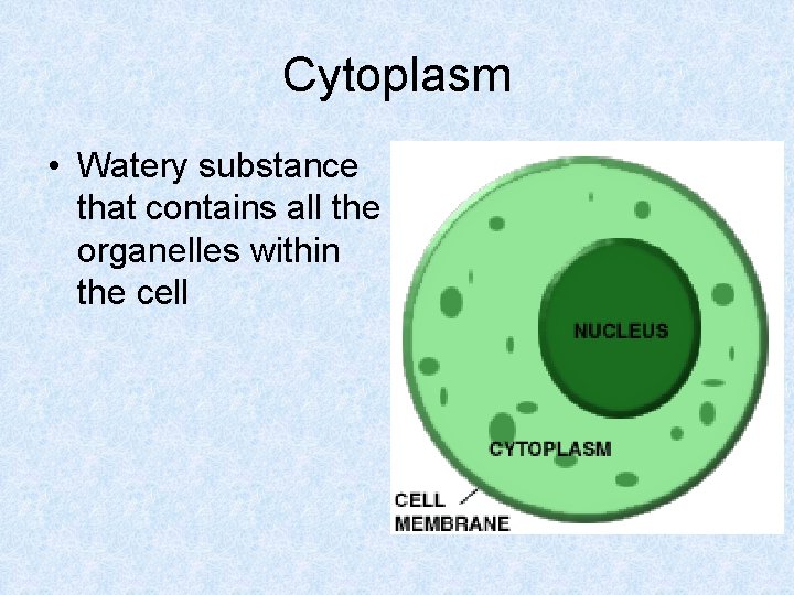 Cytoplasm • Watery substance that contains all the organelles within the cell 