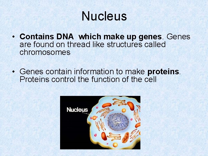 Nucleus • Contains DNA which make up genes. Genes are found on thread like