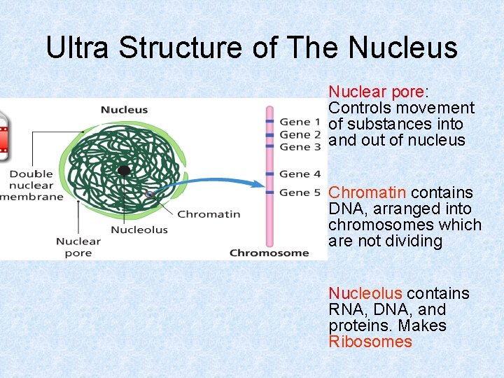 Ultra Structure of The Nucleus Nuclear pore: Controls movement of substances into and out