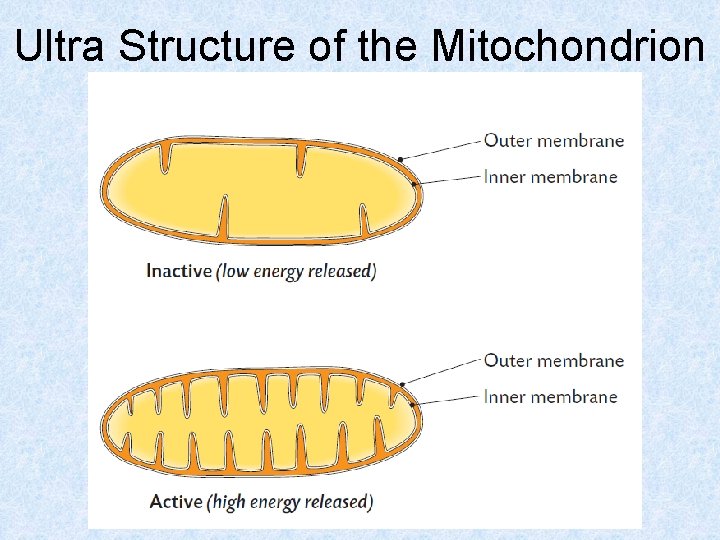 Ultra Structure of the Mitochondrion 