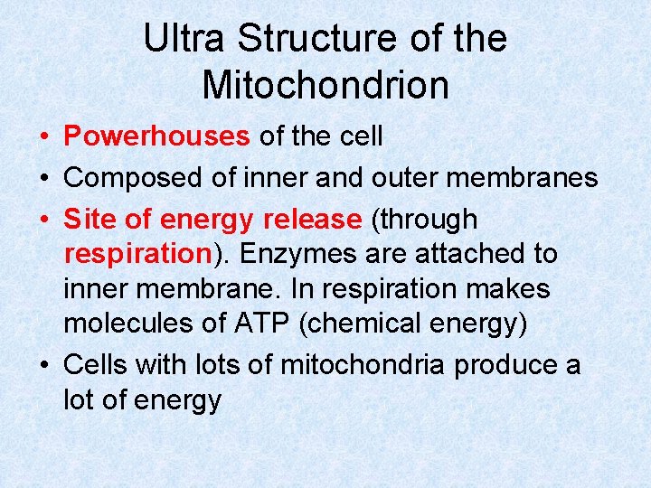 Ultra Structure of the Mitochondrion • Powerhouses of the cell • Composed of inner