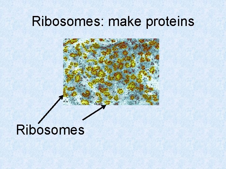 Ribosomes: make proteins Ribosomes 