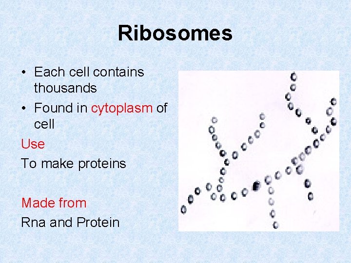Ribosomes • Each cell contains thousands • Found in cytoplasm of cell Use To