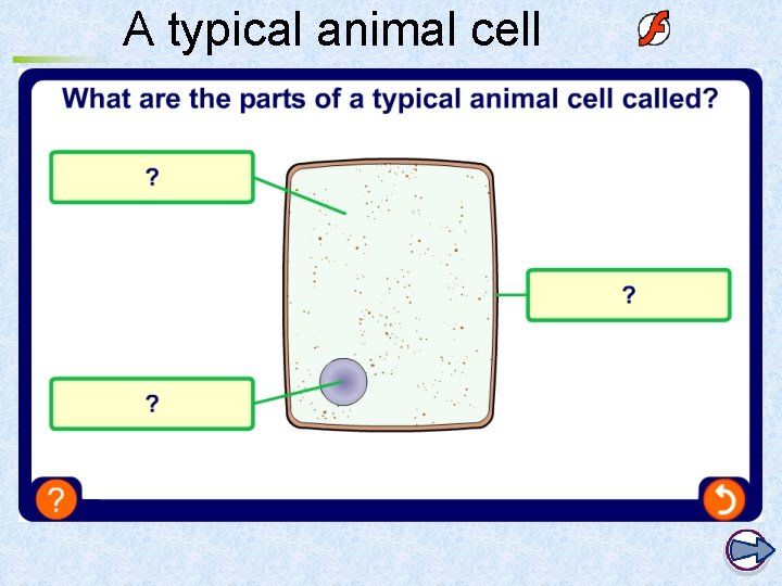 A typical animal cell 