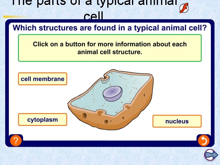 The parts of a typical animal cell 