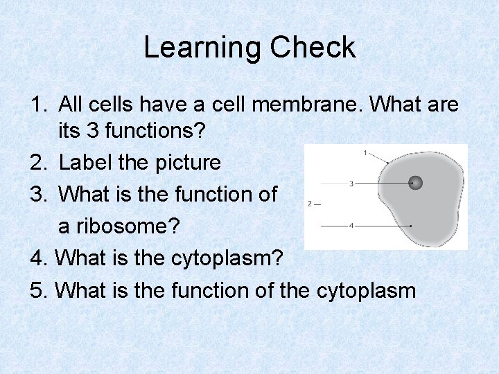 Learning Check 1. All cells have a cell membrane. What are its 3 functions?