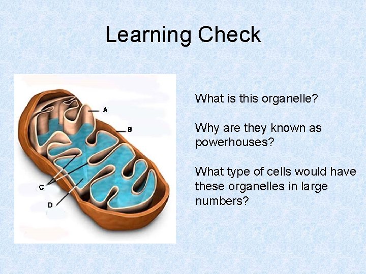 Learning Check What is this organelle? Why are they known as powerhouses? What type