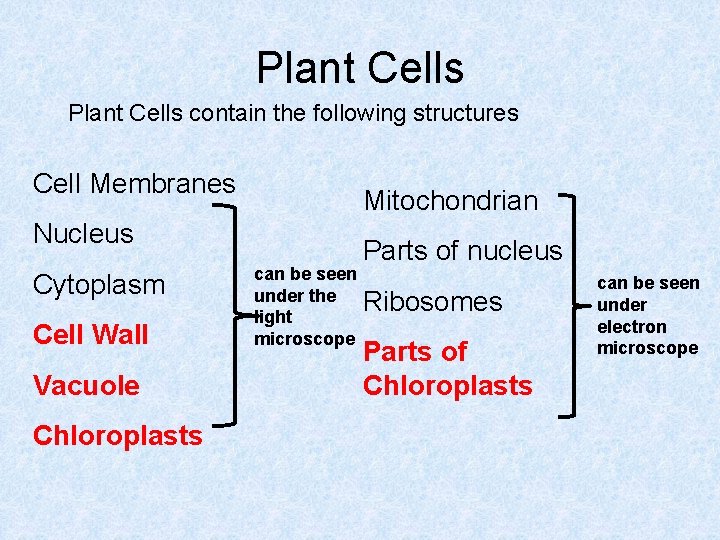 Plant Cells contain the following structures Cell Membranes Mitochondrian Nucleus Cytoplasm Cell Wall Vacuole