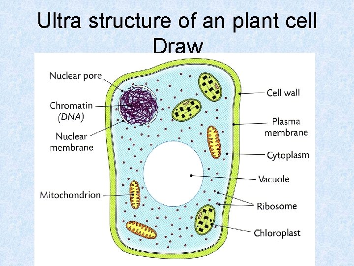 Ultra structure of an plant cell Draw 