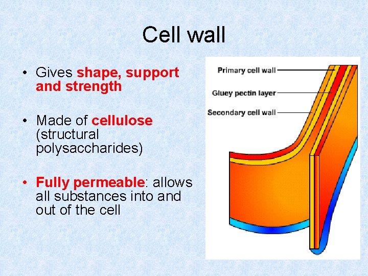 Cell wall • Gives shape, support and strength • Made of cellulose (structural polysaccharides)