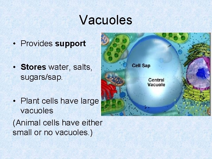 Vacuoles • Provides support • Stores water, salts, sugars/sap. • Plant cells have large