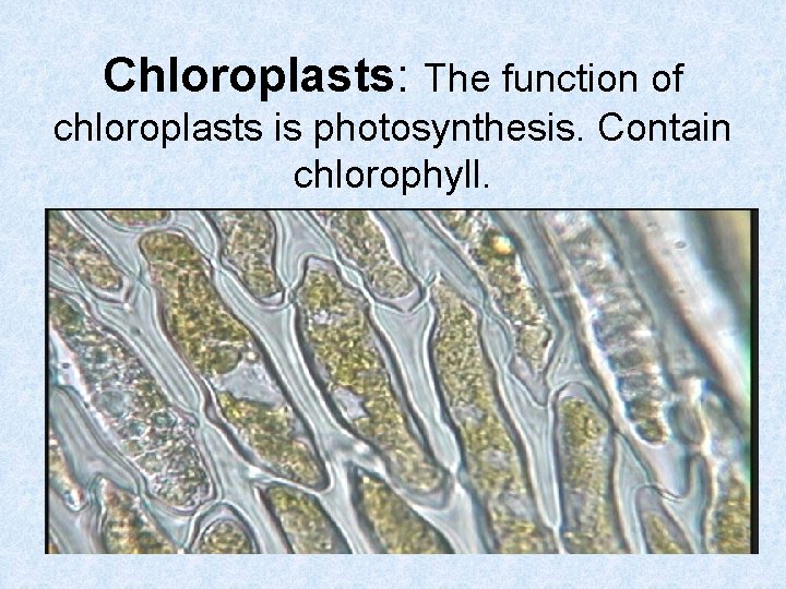 Chloroplasts: The function of chloroplasts is photosynthesis. Contain chlorophyll. 