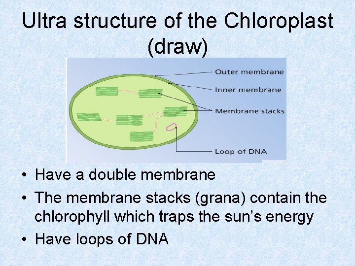 Ultra structure of the Chloroplast (draw) • Have a double membrane • The membrane