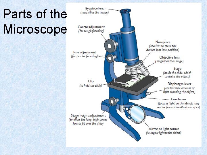 Parts of the Microscope 