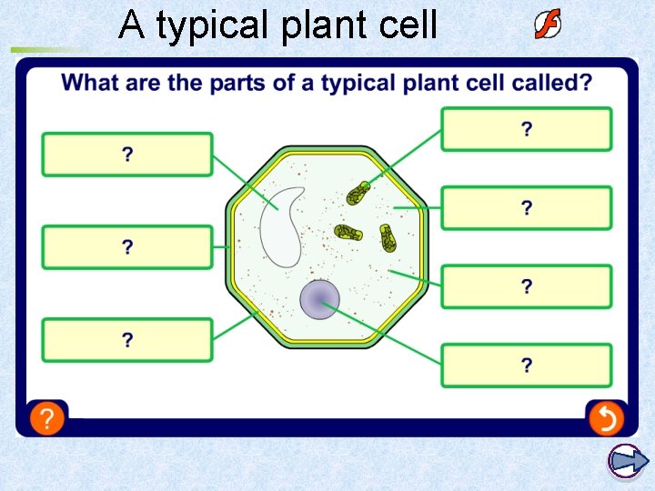 A typical plant cell 