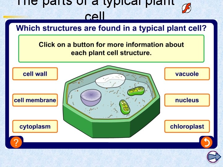 The parts of a typical plant cell 