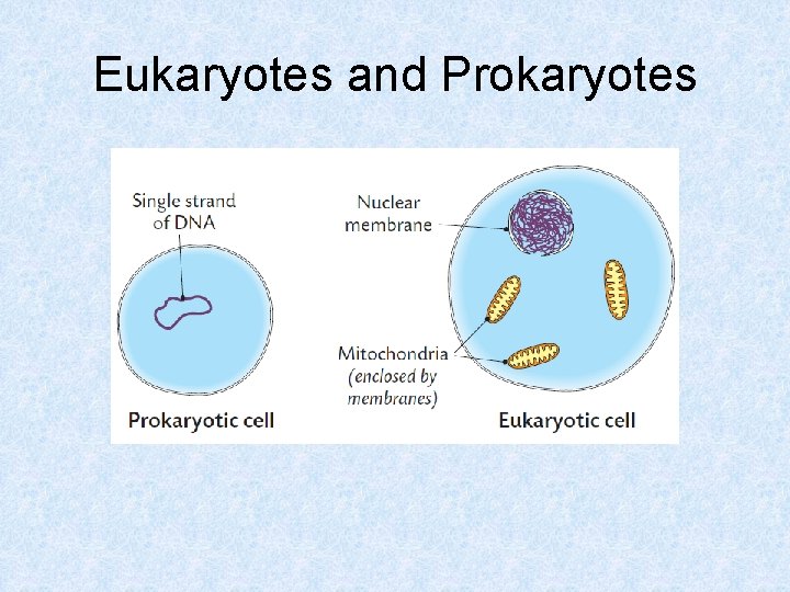 Eukaryotes and Prokaryotes 