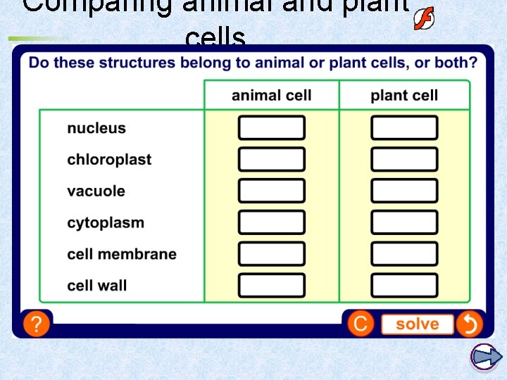 Comparing animal and plant cells 