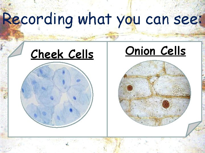 Recording what you can see: Cheek Cells Onion Cells 