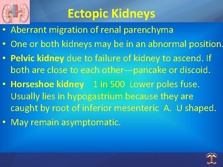Ectopic Kidneys • Aberrant migration of renal parenchyma • One or both kidneys may