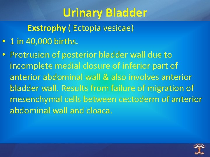 Urinary Bladder Exstrophy ( Ectopia vesicae) • 1 in 40, 000 births. • Protrusion