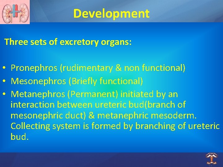 Development Three sets of excretory organs: • Pronephros (rudimentary & non functional) • Mesonephros