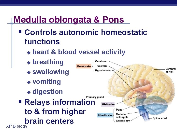 Medulla oblongata & Pons § Controls autonomic homeostatic functions heart & blood vessel activity