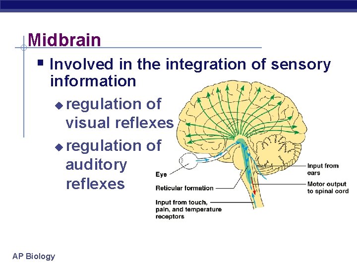 Midbrain § Involved in the integration of sensory information u regulation of visual reflexes