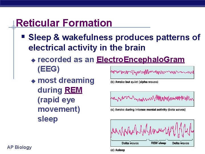 Reticular Formation § Sleep & wakefulness produces patterns of electrical activity in the brain