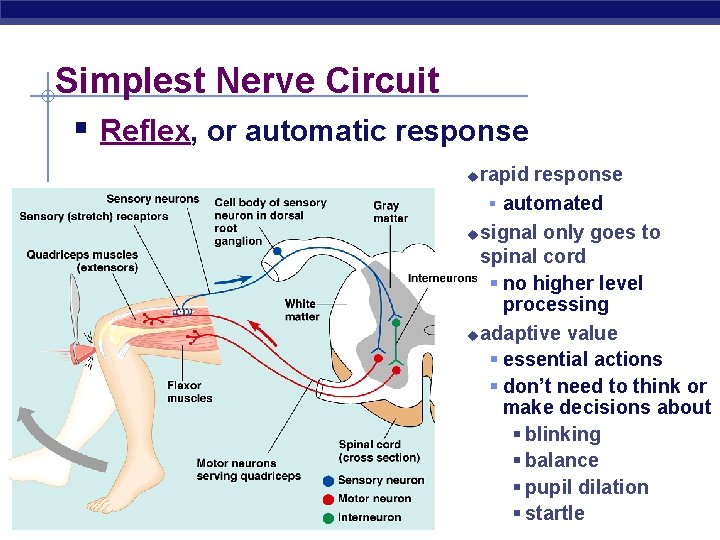 Simplest Nerve Circuit § Reflex, or automatic response rapid response § automated u signal