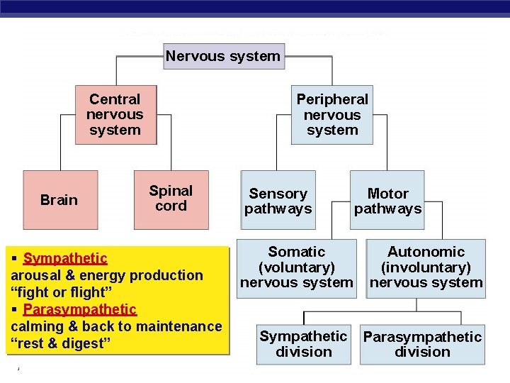 Nervous system Central nervous system Brain Peripheral nervous system Spinal cord § Sympathetic arousal