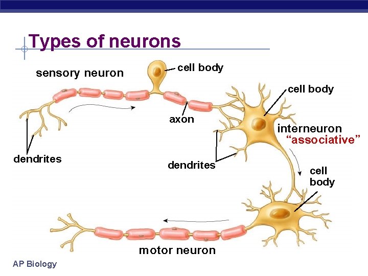Types of neurons sensory neuron cell body axon dendrites motor neuron AP Biology interneuron