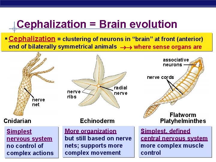 Cephalization = Brain evolution § Cephalization = clustering of neurons in “brain” at front