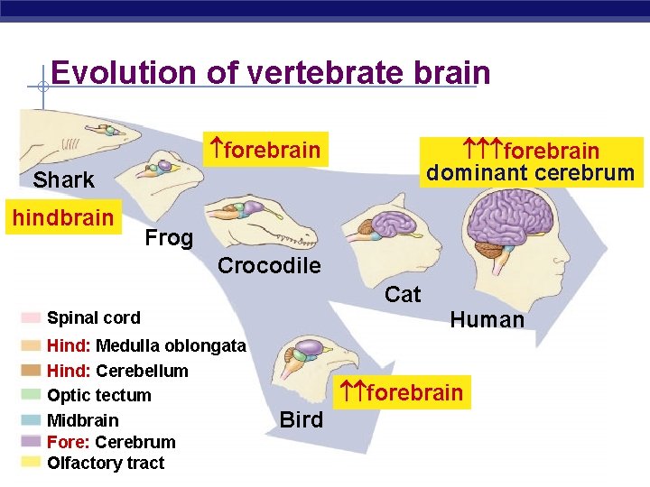Evolution of vertebrate brain forebrain dominant cerebrum Shark hindbrain Frog Crocodile Cat Human Spinal