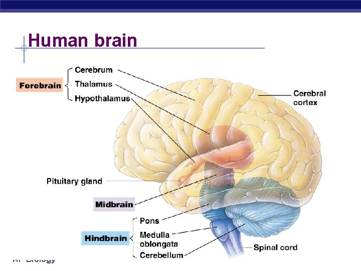 Human brain AP Biology 