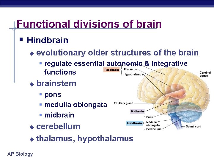 Functional divisions of brain § Hindbrain u evolutionary older structures of the brain §