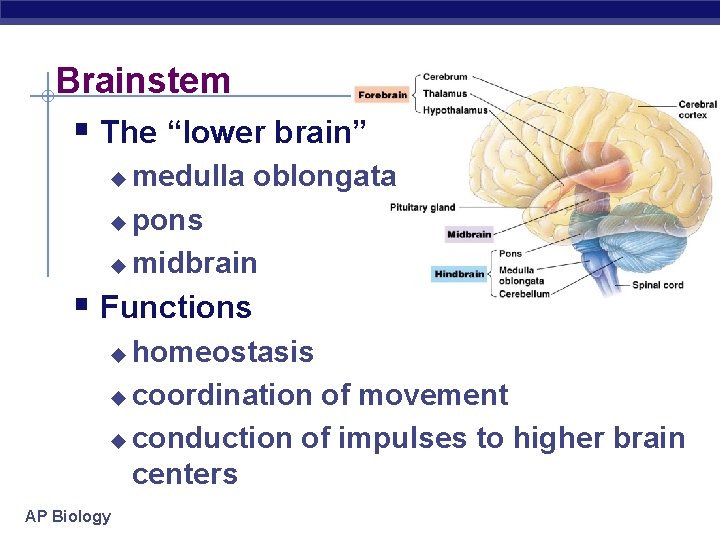 Brainstem § The “lower brain” medulla oblongata u pons u midbrain u § Functions