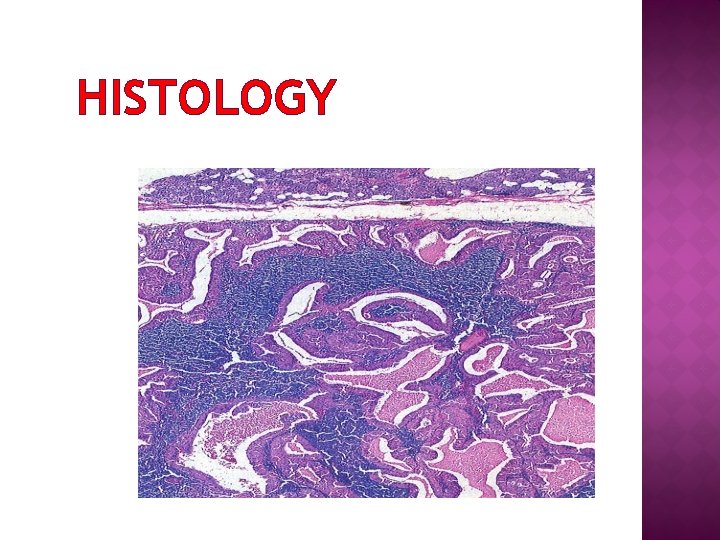 HISTOLOGY 