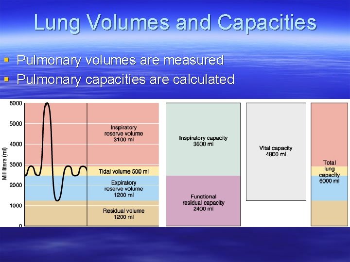 Lung Volumes and Capacities § Pulmonary volumes are measured § Pulmonary capacities are calculated